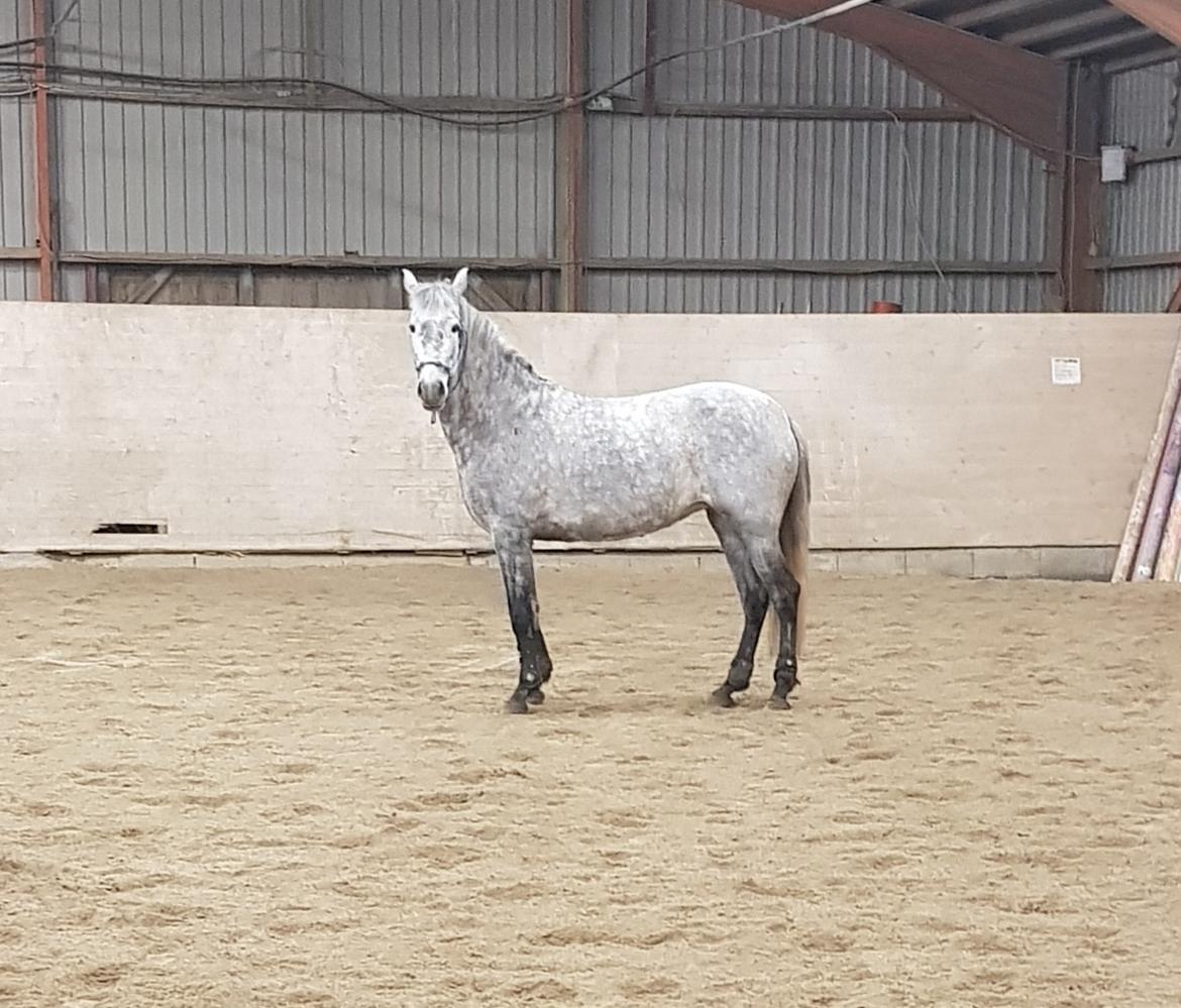 Pura Raza Española BS Adora billede 35