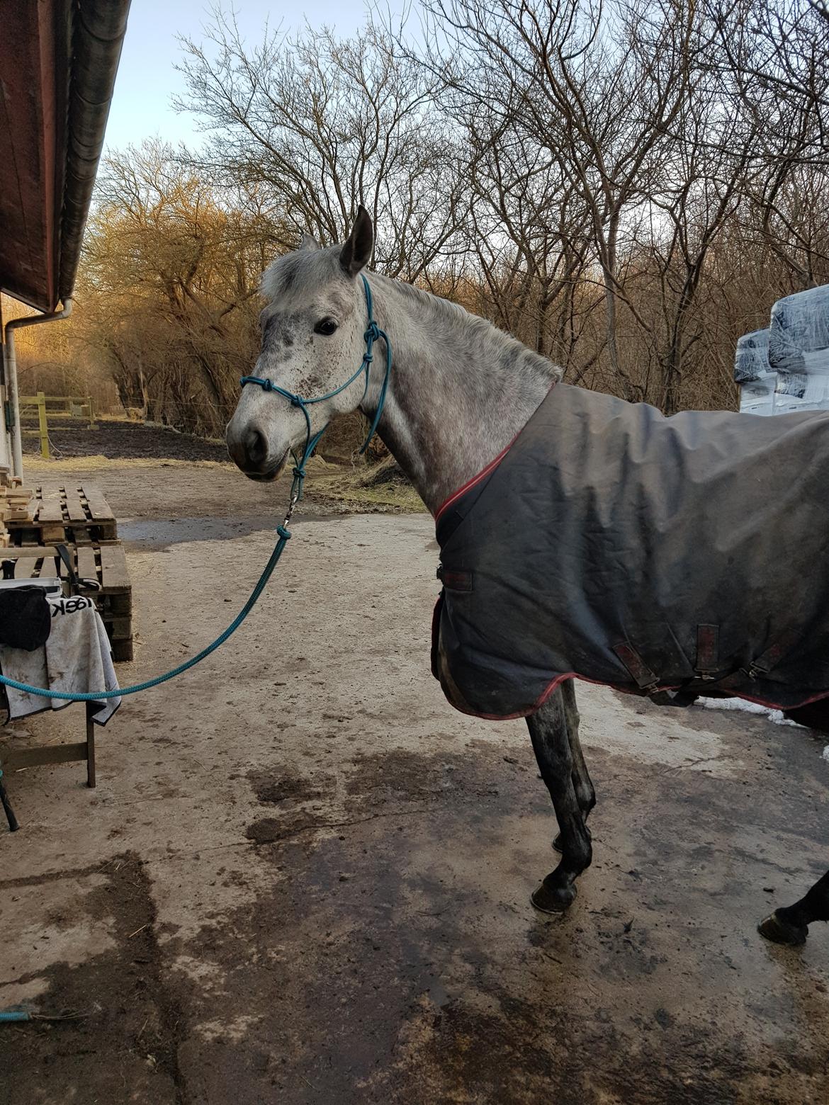 Pura Raza Española BS Adora billede 36