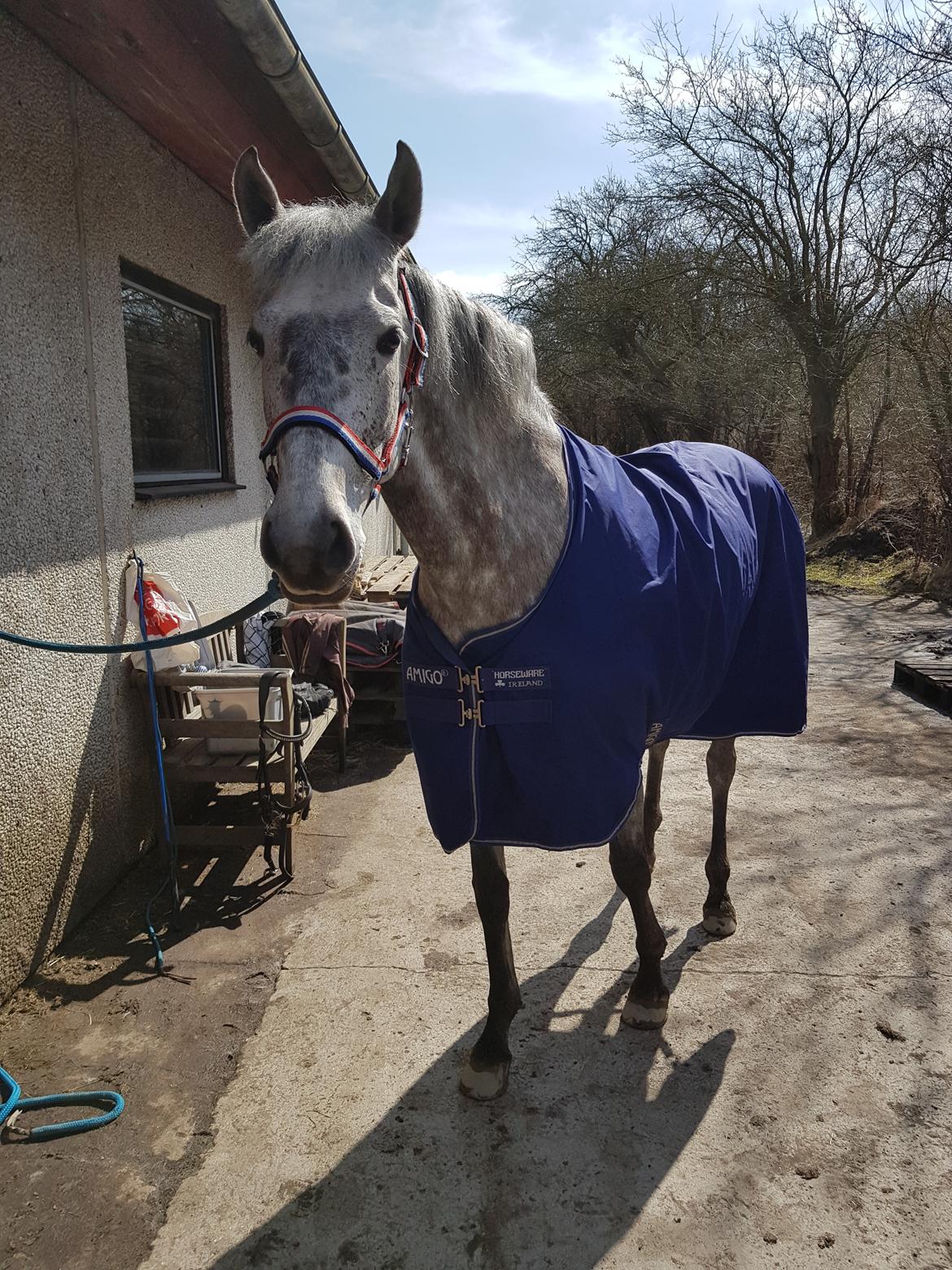 Pura Raza Española BS Adora billede 37