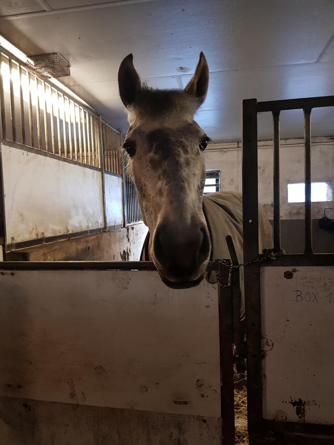 Pura Raza Española BS Adora billede 38