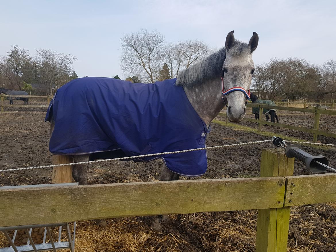 Pura Raza Española BS Adora billede 39