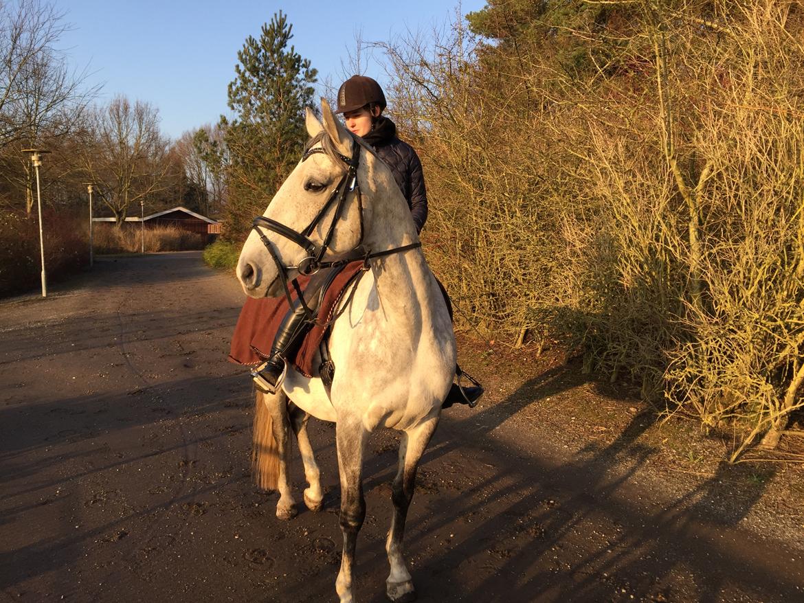 Anglo Araber (AA) Kessler billede 8