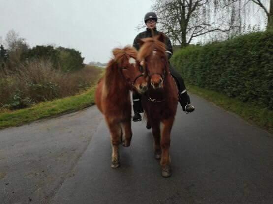 Islænder Kiljan fra Worregård  Solgt  billede 18