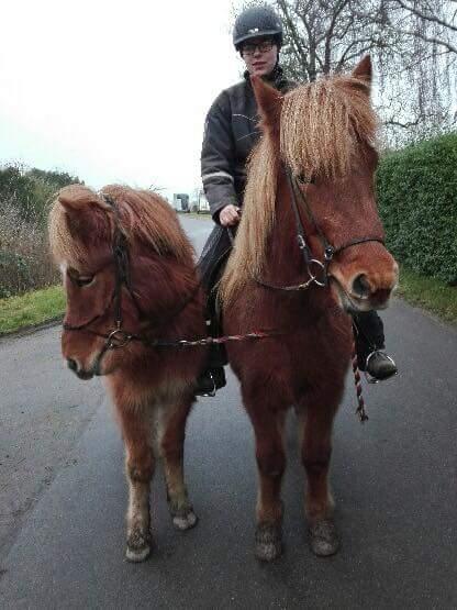 Islænder Kiljan fra Worregård  Solgt  billede 19
