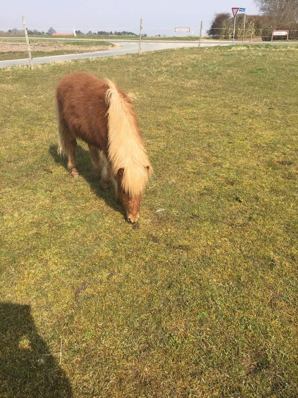 Anden særlig race Sander  fra Eggeslevmagle solgt  billede 12