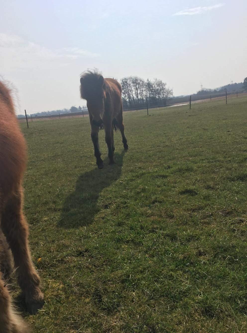 Islænder Saga fra Eggeslevmagle solgt billede 10