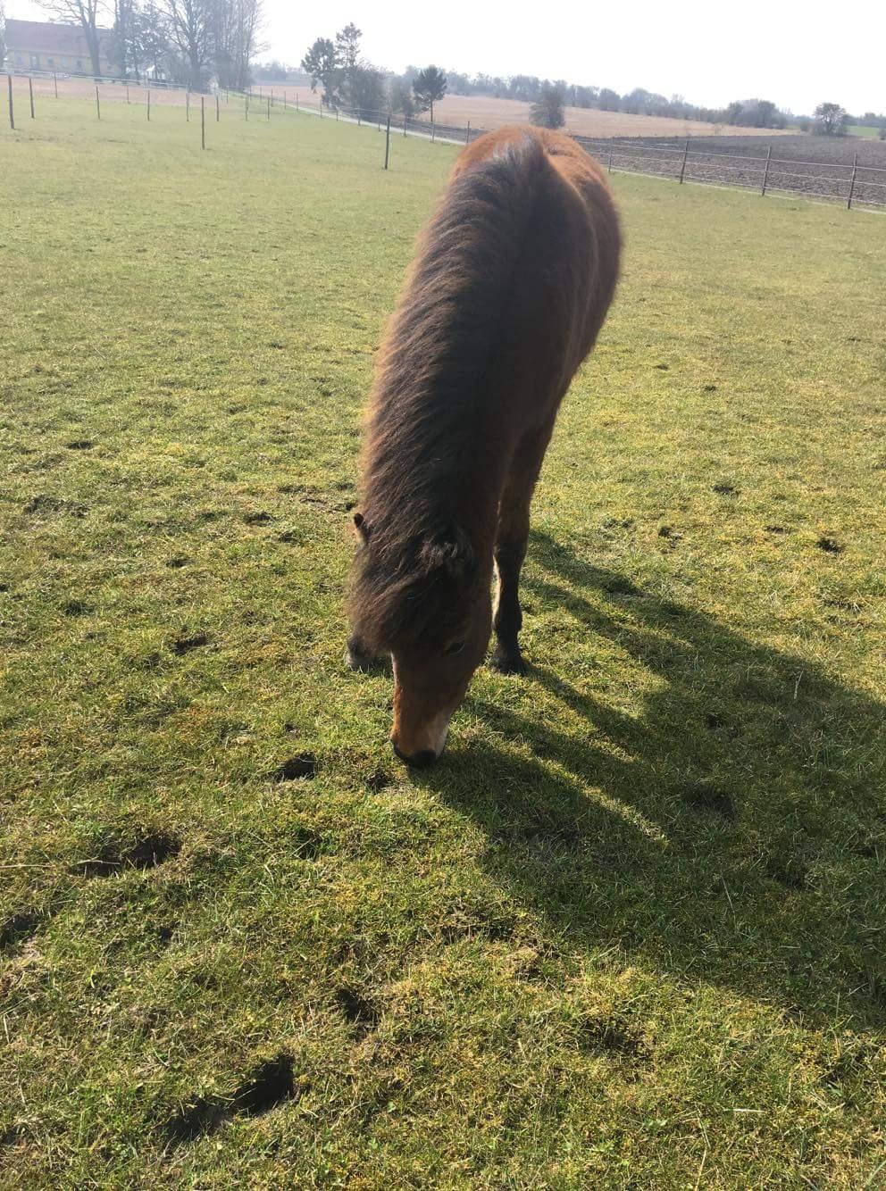 Islænder Saga fra Eggeslevmagle solgt billede 11