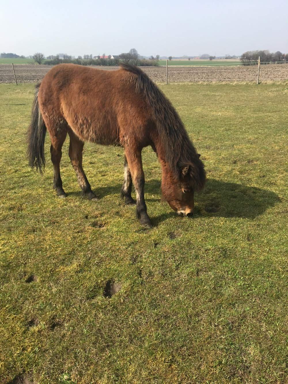 Islænder Saga fra Eggeslevmagle solgt billede 13
