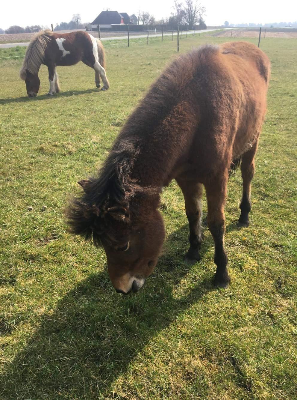 Islænder Saga fra Eggeslevmagle solgt billede 14