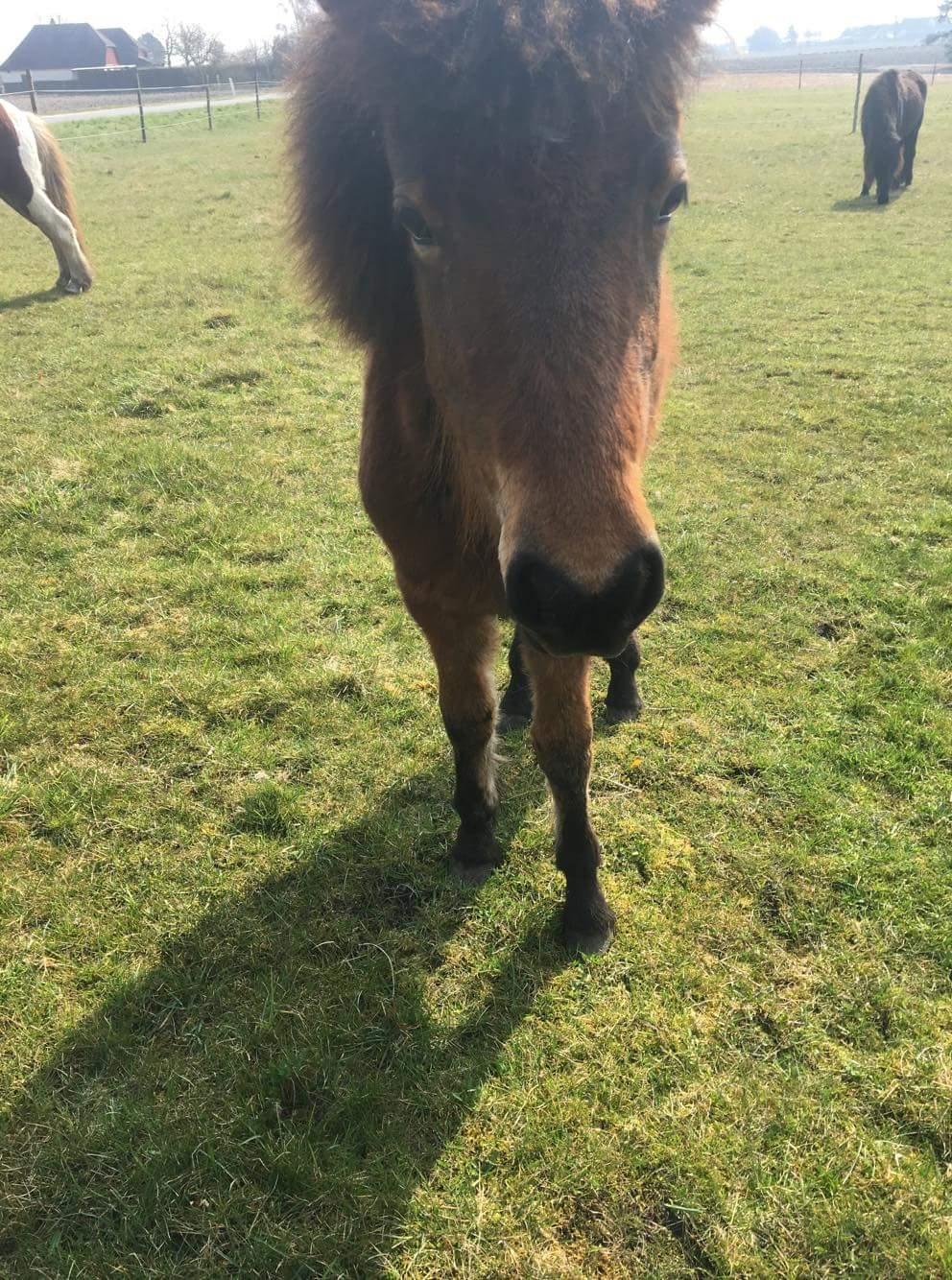 Islænder Saga fra Eggeslevmagle solgt billede 17