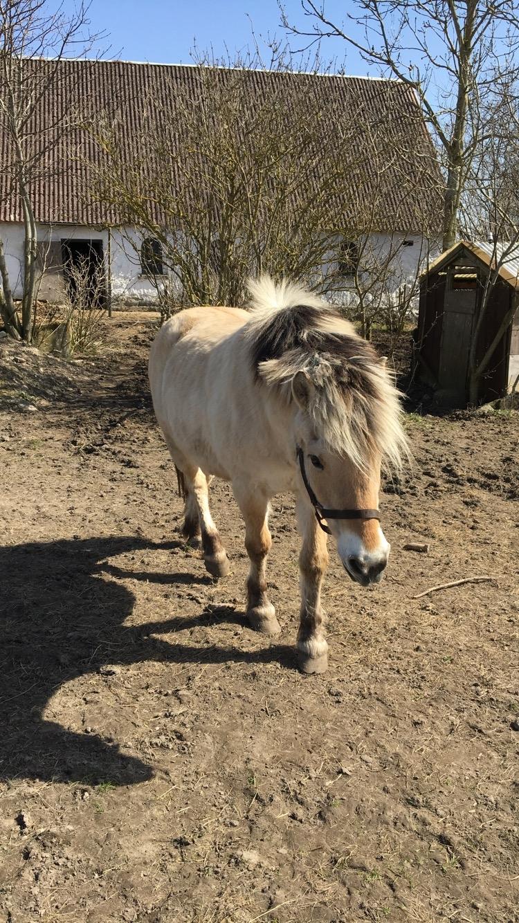 Fjordhest Sasja billede 8