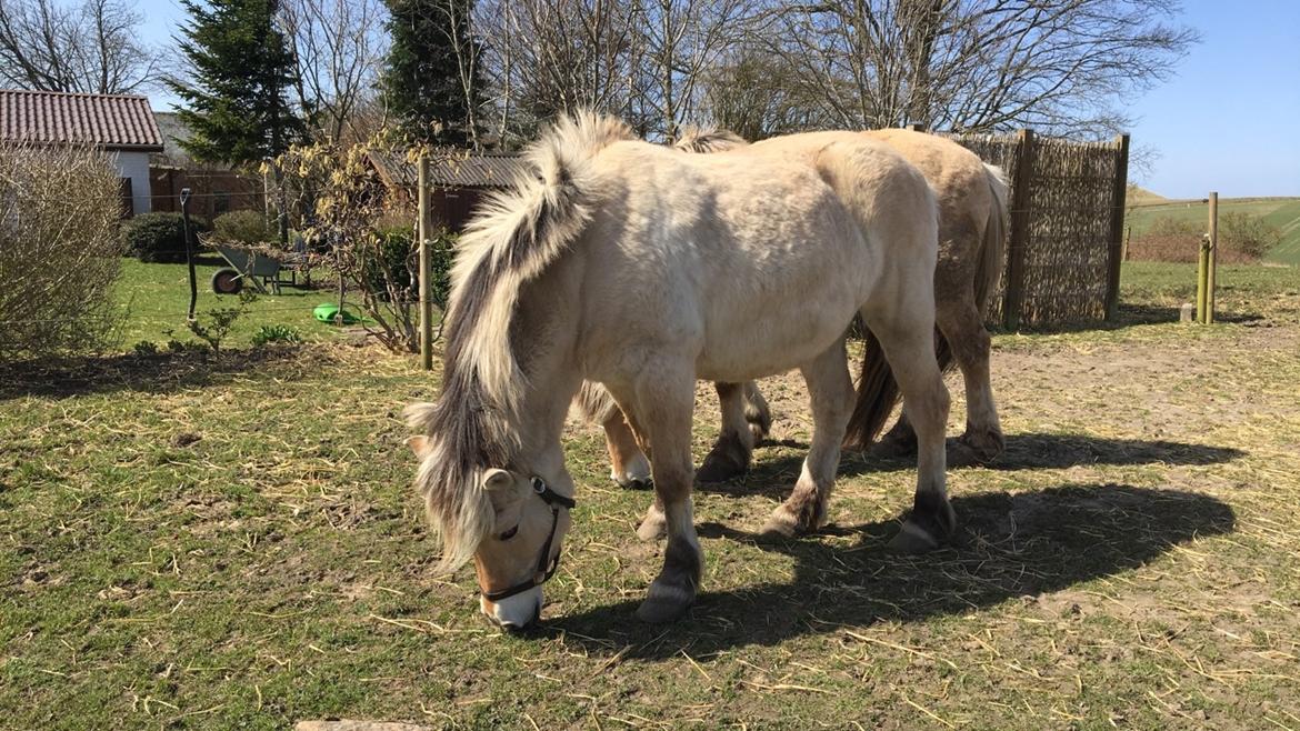 Fjordhest Sasja billede 10