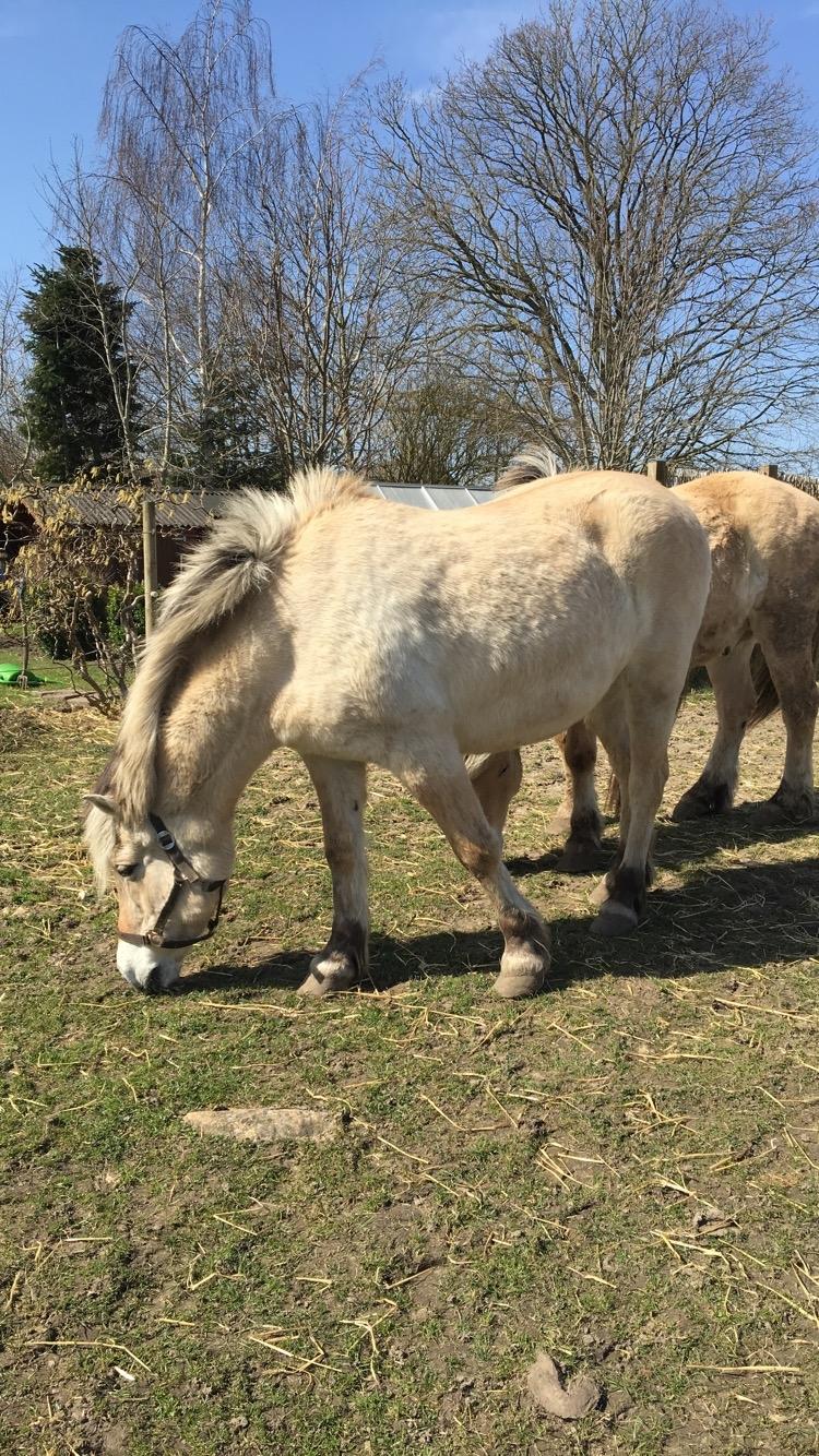 Fjordhest Sasja billede 11