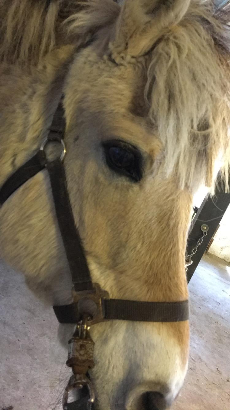 Fjordhest Sasja billede 12