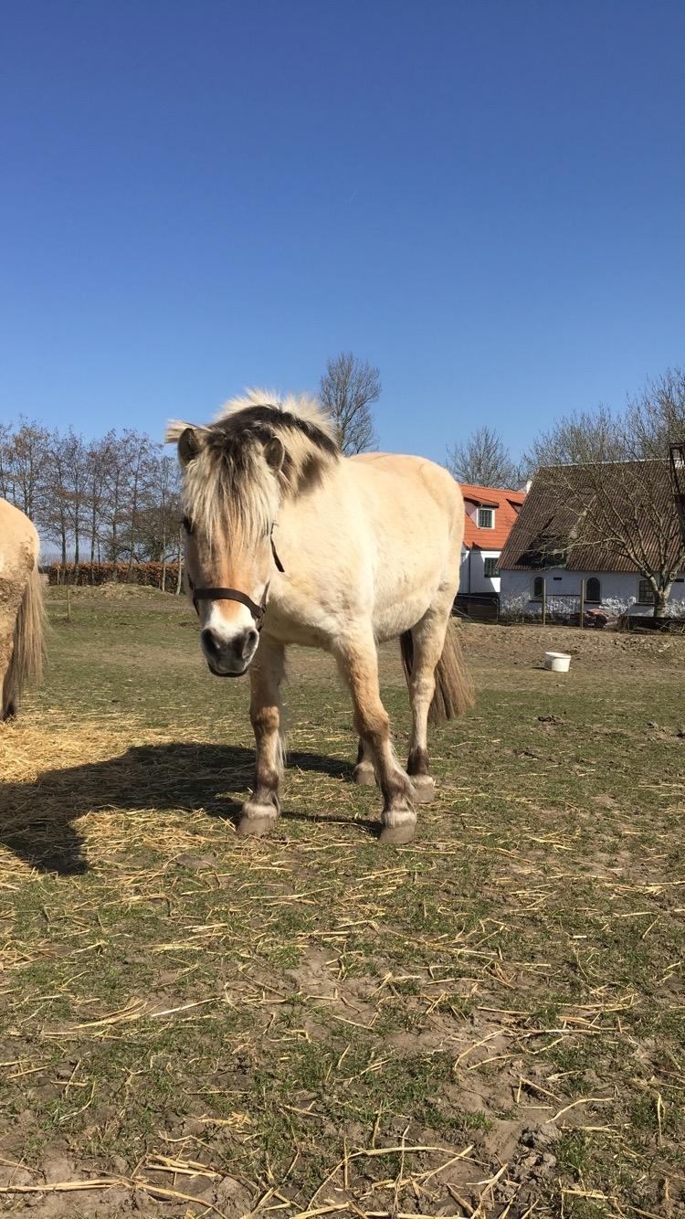 Fjordhest Sasja billede 9