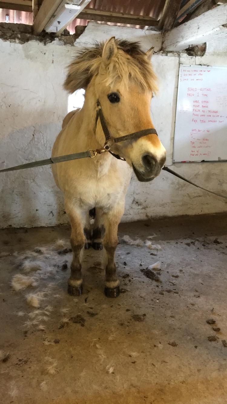 Fjordhest Sasja billede 13