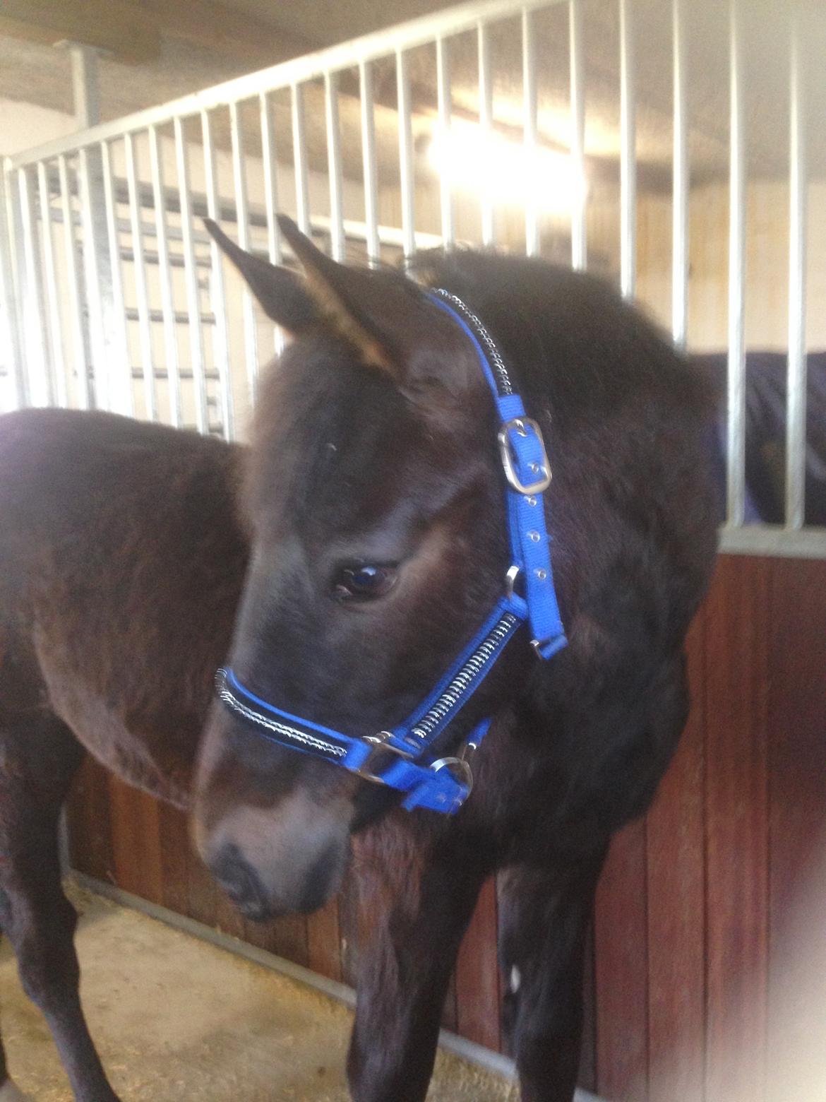 Oldenborg Kirsebærgårdens le azeidon - april 18 billede 6