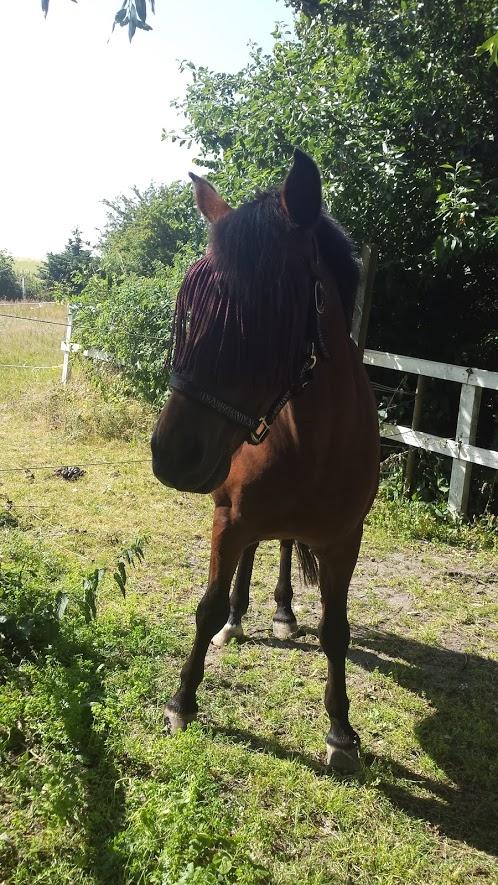 New Forest Baltazar - (2016) billede 17