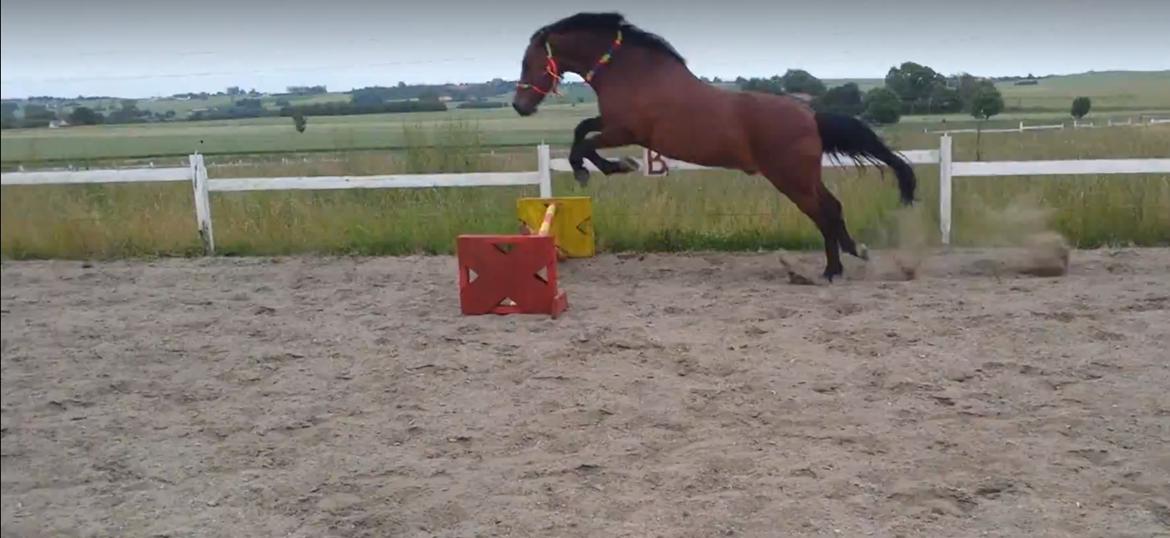 New Forest Baltazar - (2015) billede 6