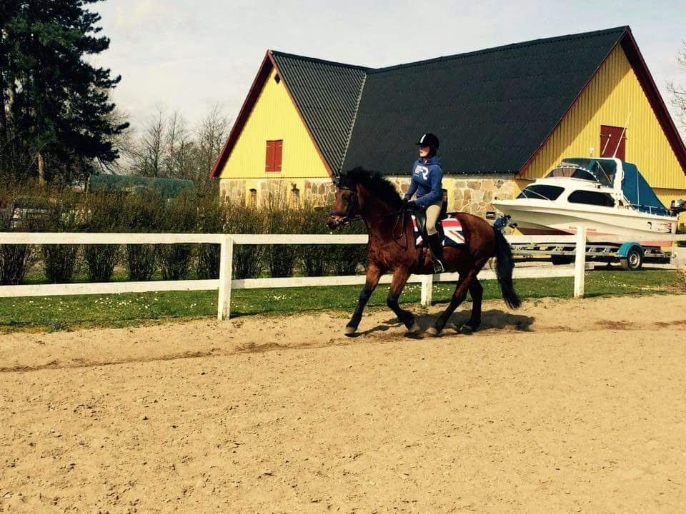 New Forest Baltazar - (2015) billede 9