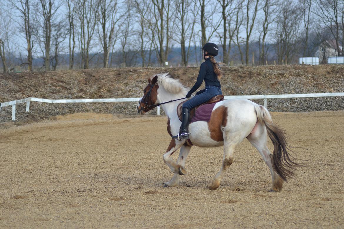 Anden særlig race Susan. (SAVNES!!!) billede 18