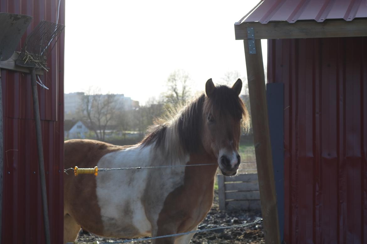 Anden særlig race Amigo billede 4