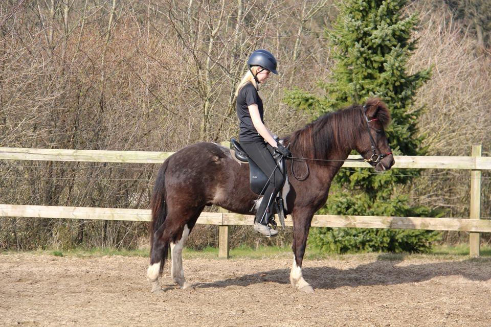 Islænder Ófeigur fra Bakkegården ll billede 4