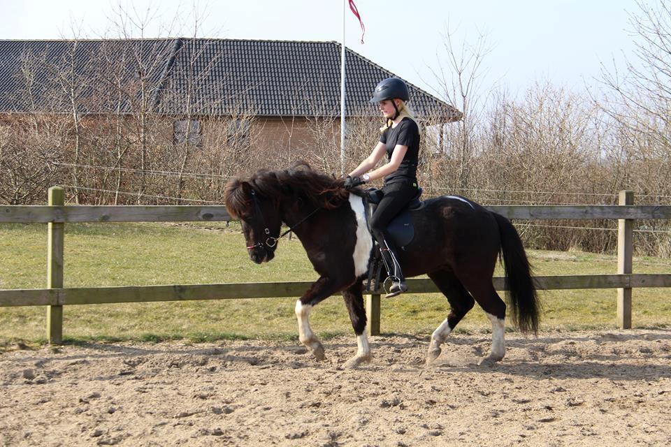 Islænder Ófeigur fra Bakkegården ll - Første trav med rytter. Det er ikke perfekt men det skal nok komme:)) billede 5