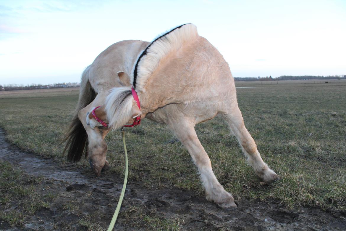 Fjordhest Leedals Lukas - Det klør at skifte pels. billede 8