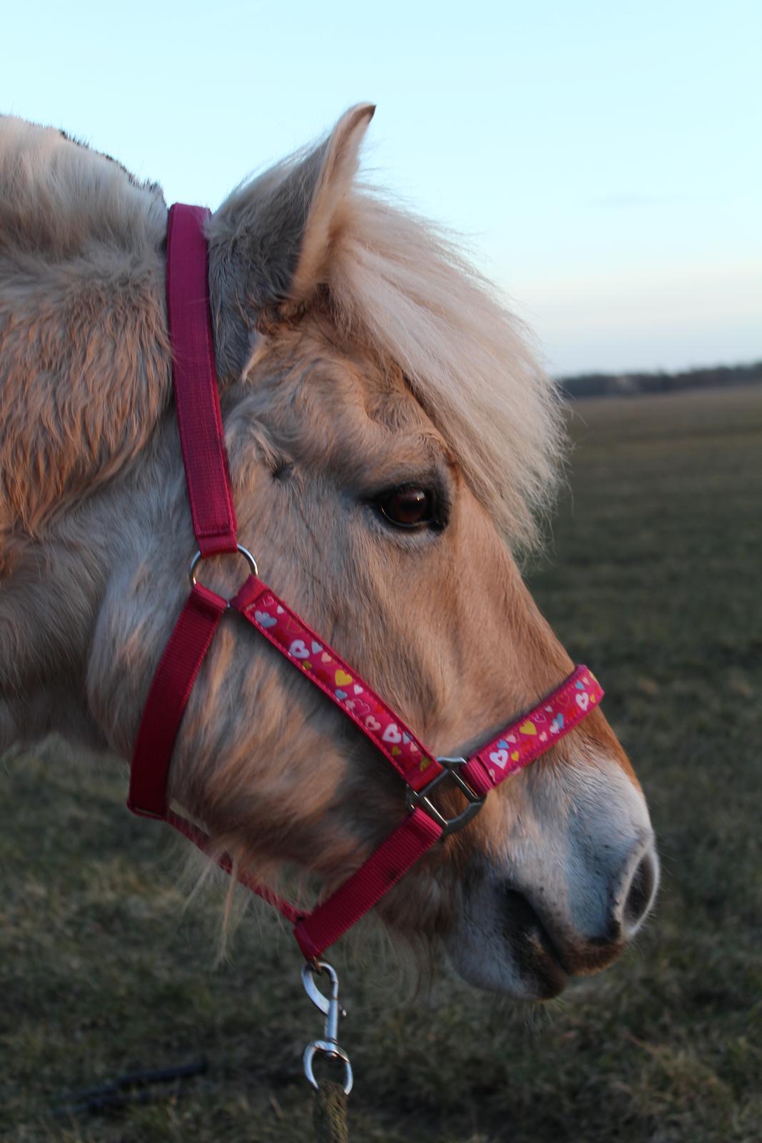 Fjordhest Leedals Lukas - Velkommen til Lukas profil :) billede 1