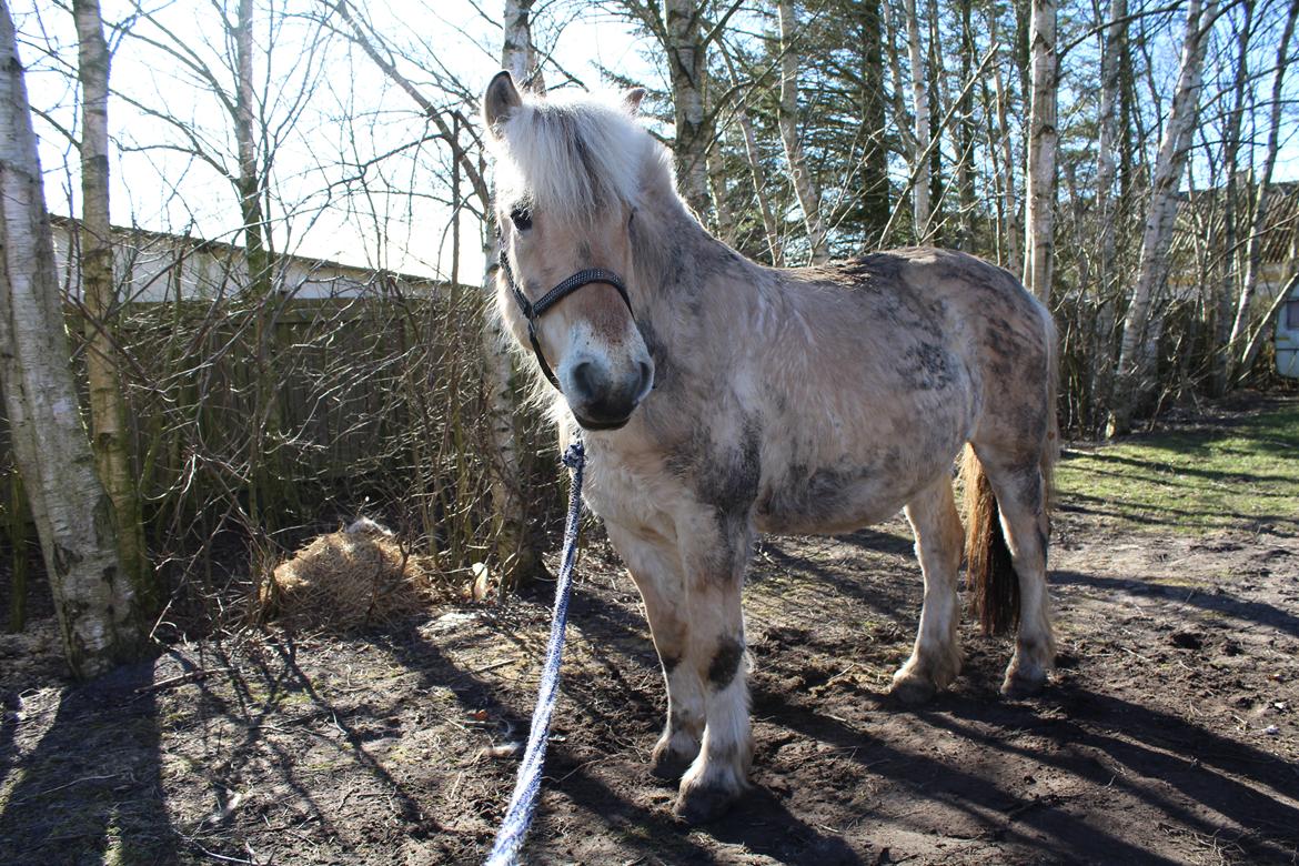 Fjordhest Leedals Lukas - Typisk fjordhest - rulletur i forårssol :D billede 7