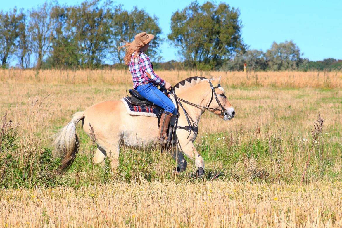 Fjordhest Leedals Lukas - Vi red en del western i 2015. billede 3