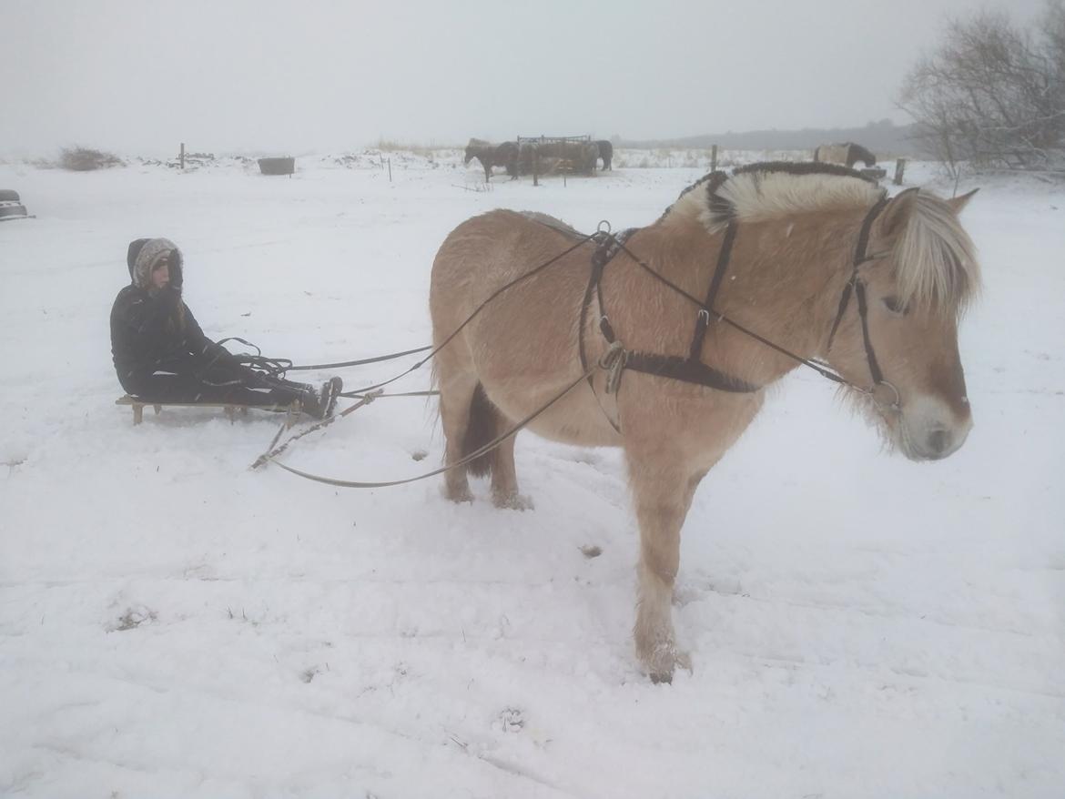 Fjordhest Leedals Lukas billede 17