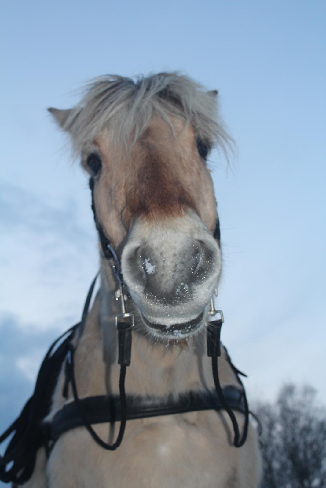 Fjordhest Leedals Lukas - Skævmulen :D billede 15