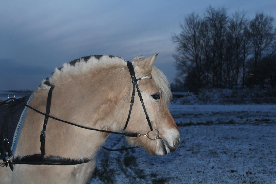 Fjordhest Leedals Lukas billede 14
