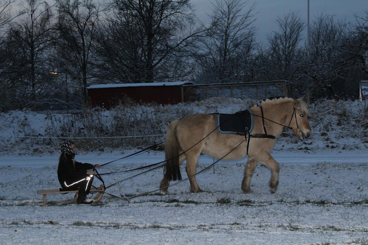 Fjordhest Leedals Lukas - Dygtige dreng, også med kælk :) billede 16