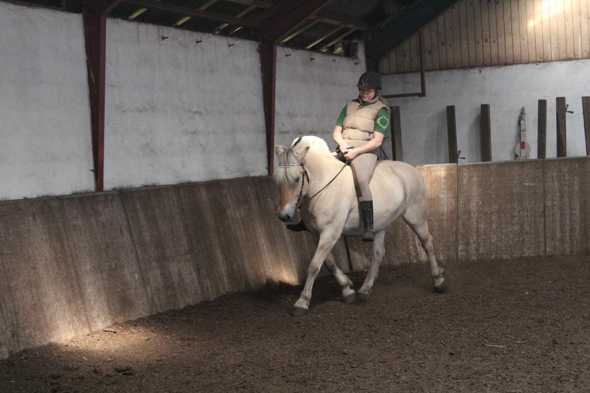 Fjordhest Leedals Lukas - Lidt hyggedressur uden sadel. billede 13