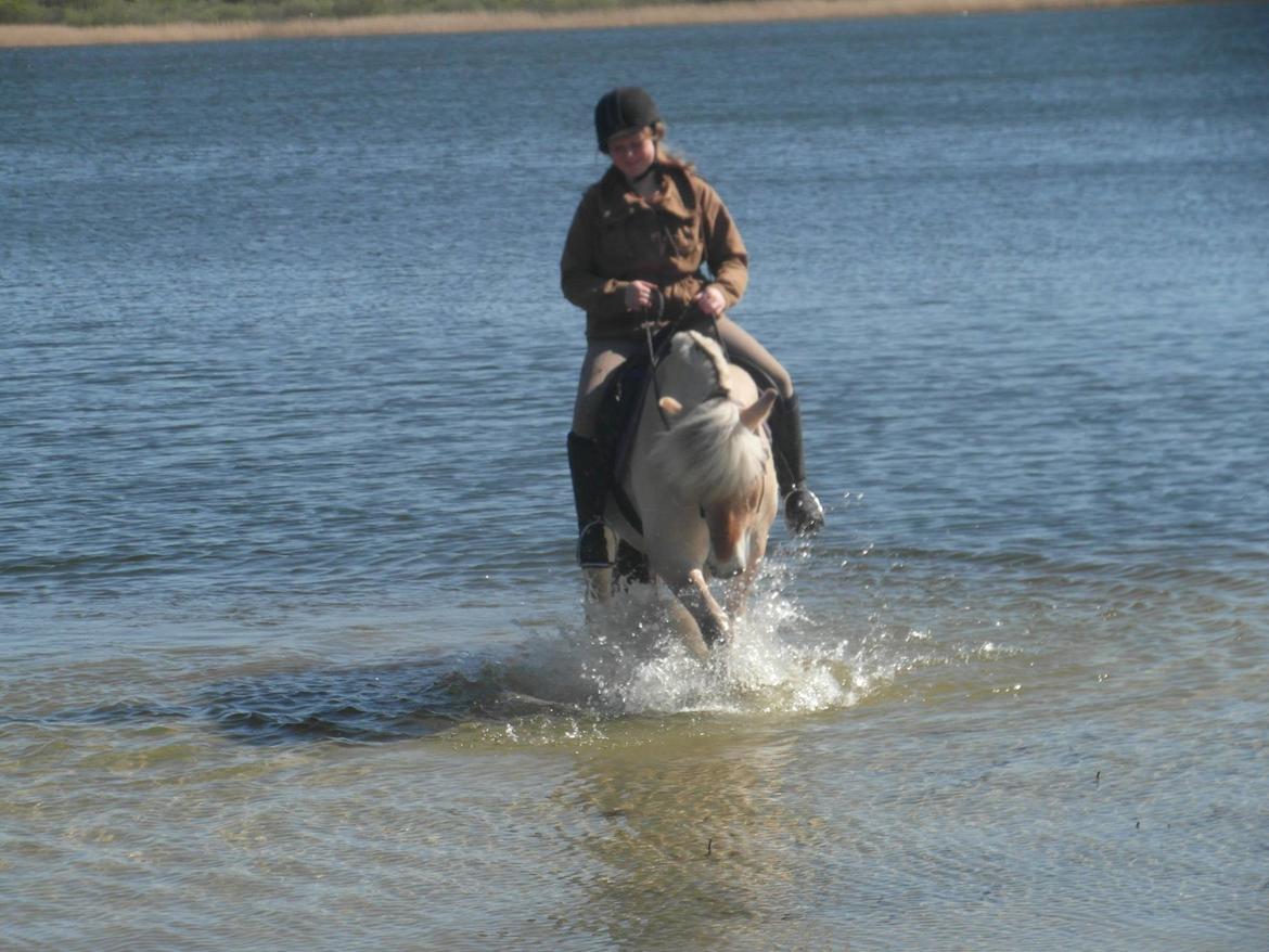 Fjordhest Leedals Lukas - Vi elsker vand :D billede 18