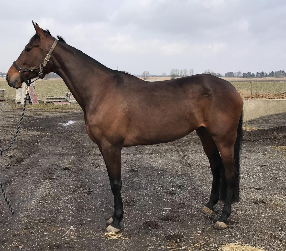 Traver Treasure Me K G - Så er hun ved at være der hvor egentlig træning skal sættes igang billede 1