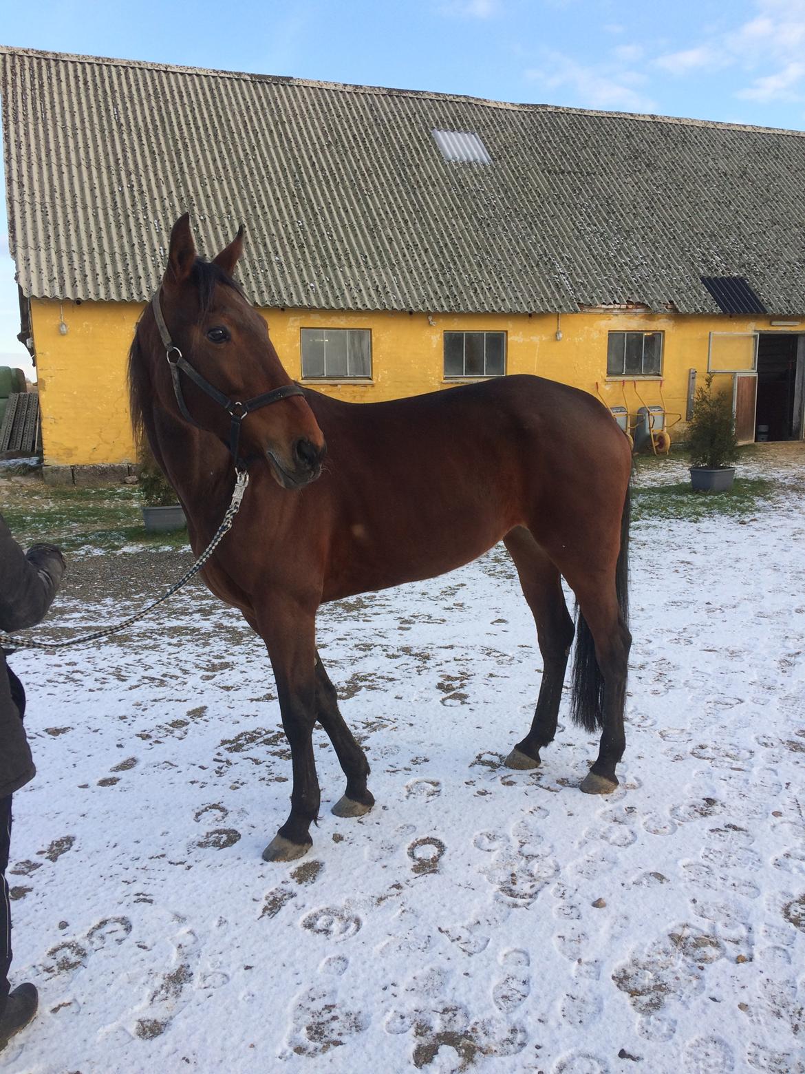 Traver Treasure Me K G billede 2