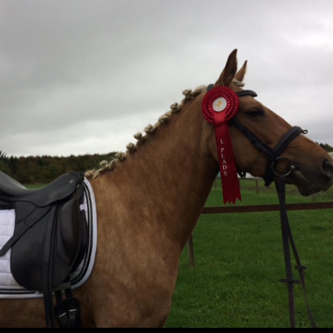 Palomino Sunshine - 7.10.17 Fjerde gang jeg sidder på hende og så napper vi førstepladsen<3 billede 3