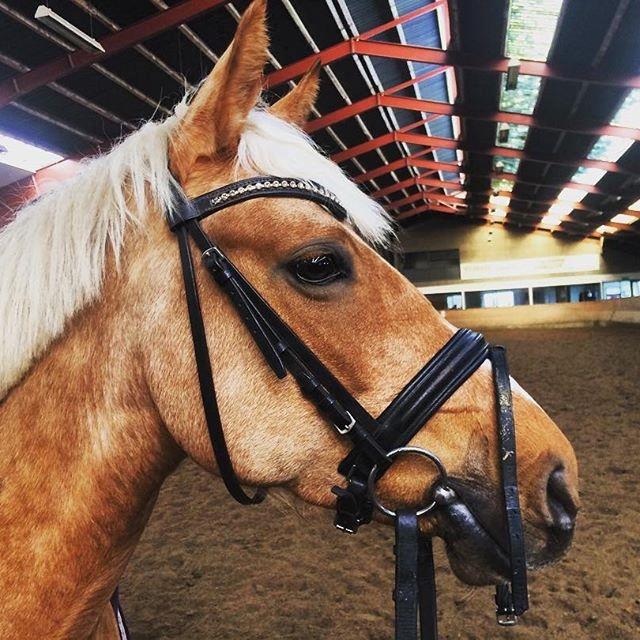 Palomino Sunshine - 28.01.18 En træt prinsesse efter en god omgang dressur!💪 billede 8