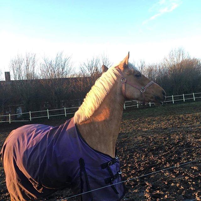 Palomino Sunshine - 05.01.18 Første tur ude med det nye dækken:) billede 7