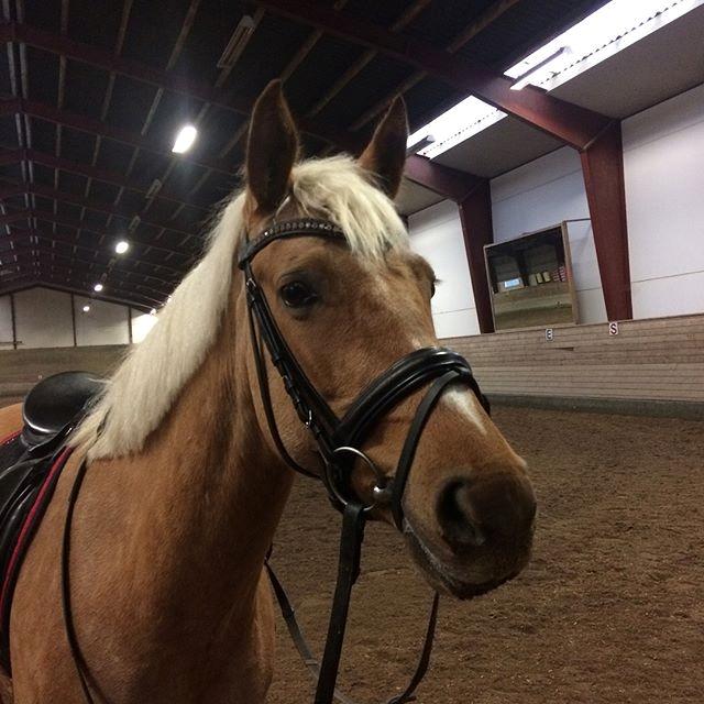 Palomino Sunshine - 28.12.17 Endnu en træt pony efter en god træning!<3 billede 5