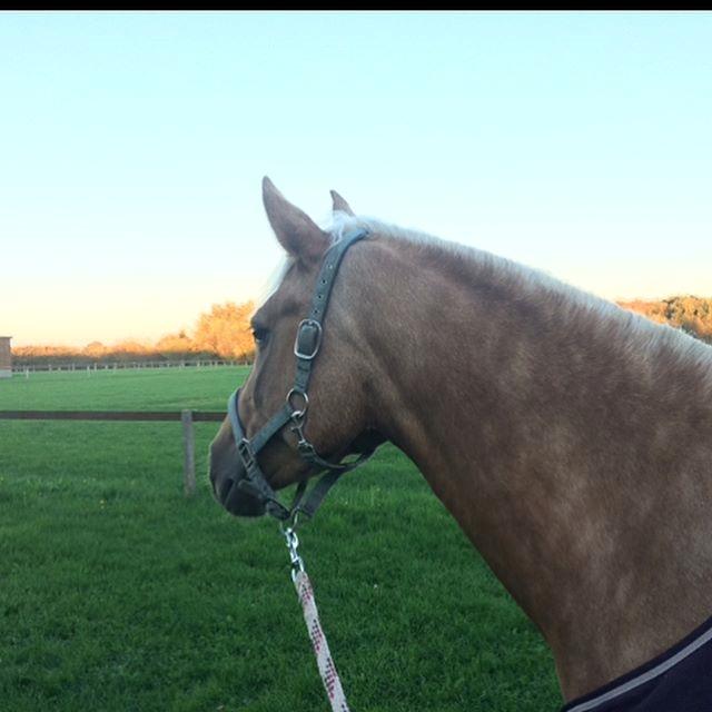 Palomino Sunshine - 02.01.18 Ude og græsse<3 billede 6