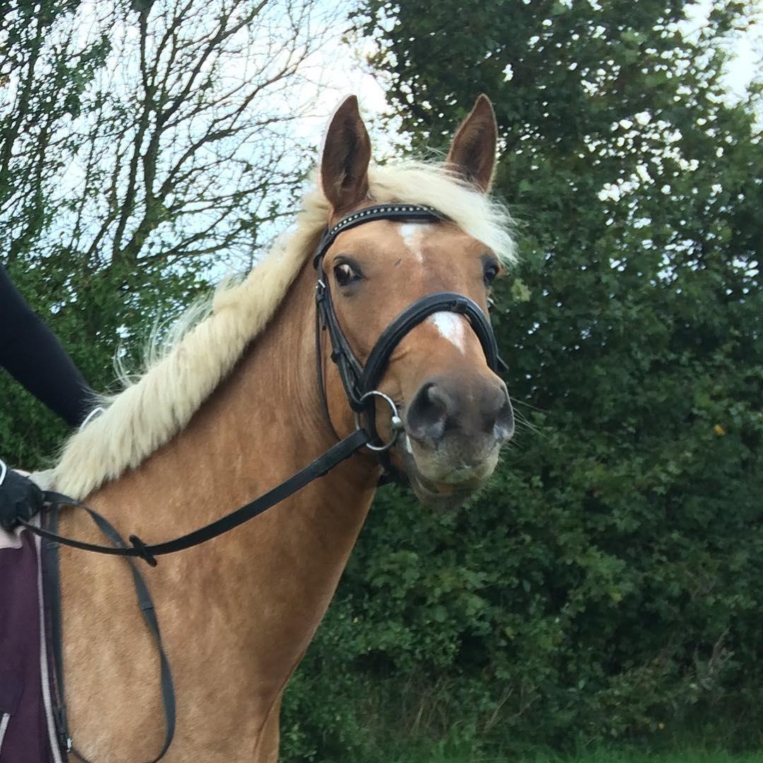 Palomino Sunshine - 01.10.17. Ny pony, Sunshine<3 billede 1