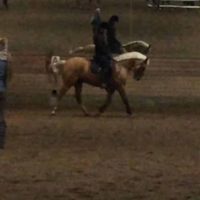 Palomino Sunshine - 7.11.17 Undervisning hos Karina billede 4