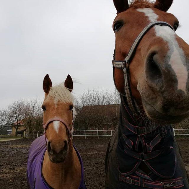 Palomino Sunshine - 15.02.18 Ny fold makker! lidt stor men super sød!<3 billede 9