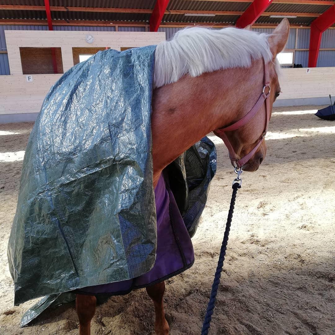 Palomino Sunshine - 20.03.18 Første gang til miljøtræning, intet problem for prinsessen💪 billede 10