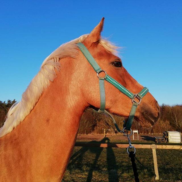 Palomino Sunshine - 01.04.18 Sunshine i solskin☀️ billede 11